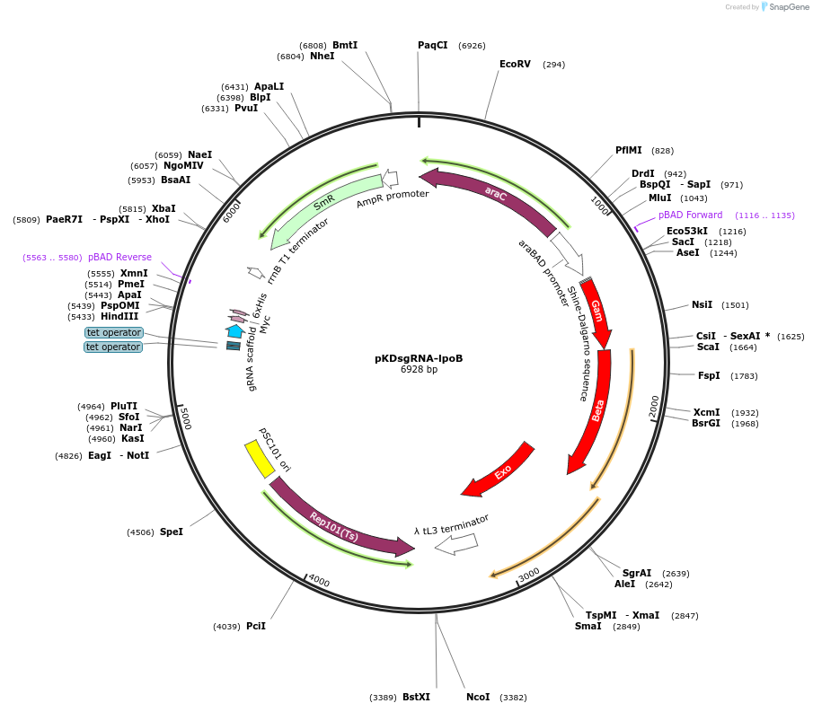 89959-plasmid-map-sequence-id-181337
