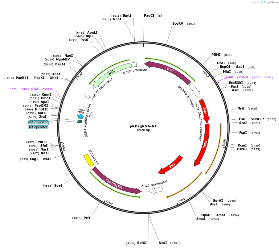 89960-plasmid-map-sequence-id-181338