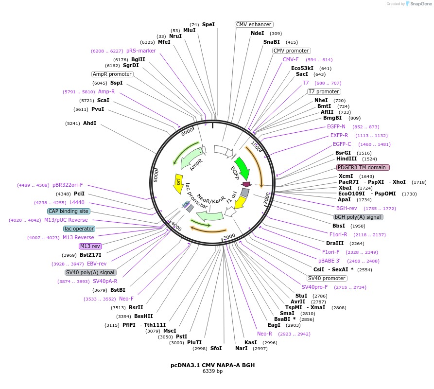 92277-plasmid-map-sequence-id-181352
