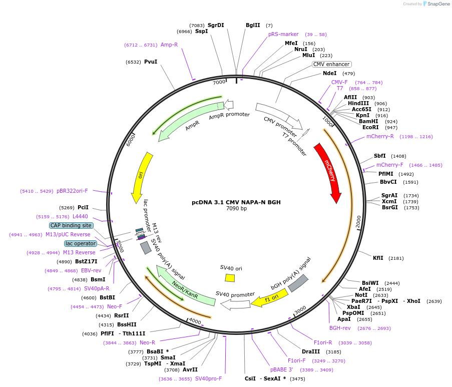 92278-plasmid-map-sequence-id-181357