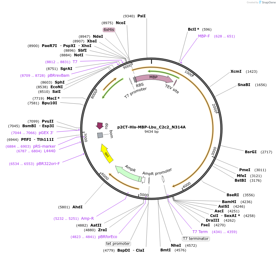 91858-plasmid-map-sequence-id-181383