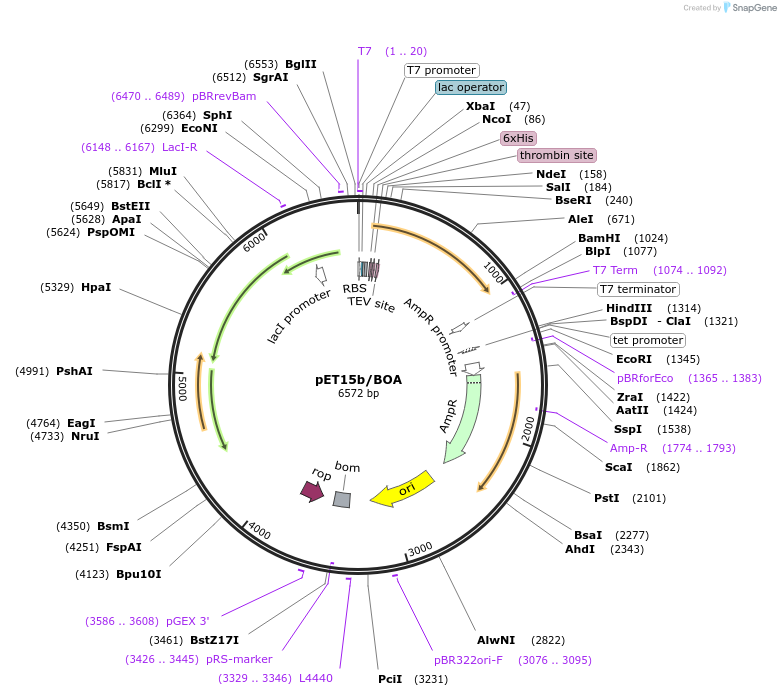 82041-plasmid-map-sequence-id-181410