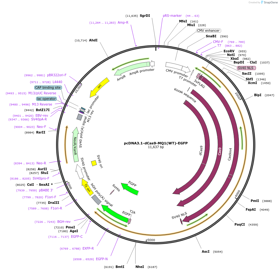 89633-plasmid-map-sequence-id-181436