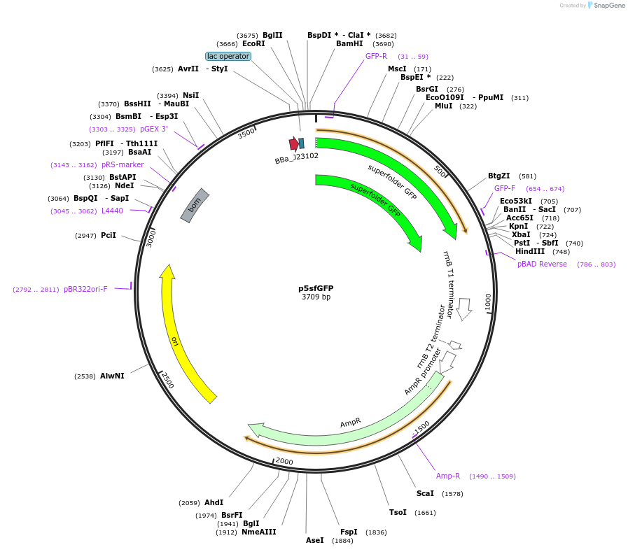92024-plasmid-map-sequence-id-181440