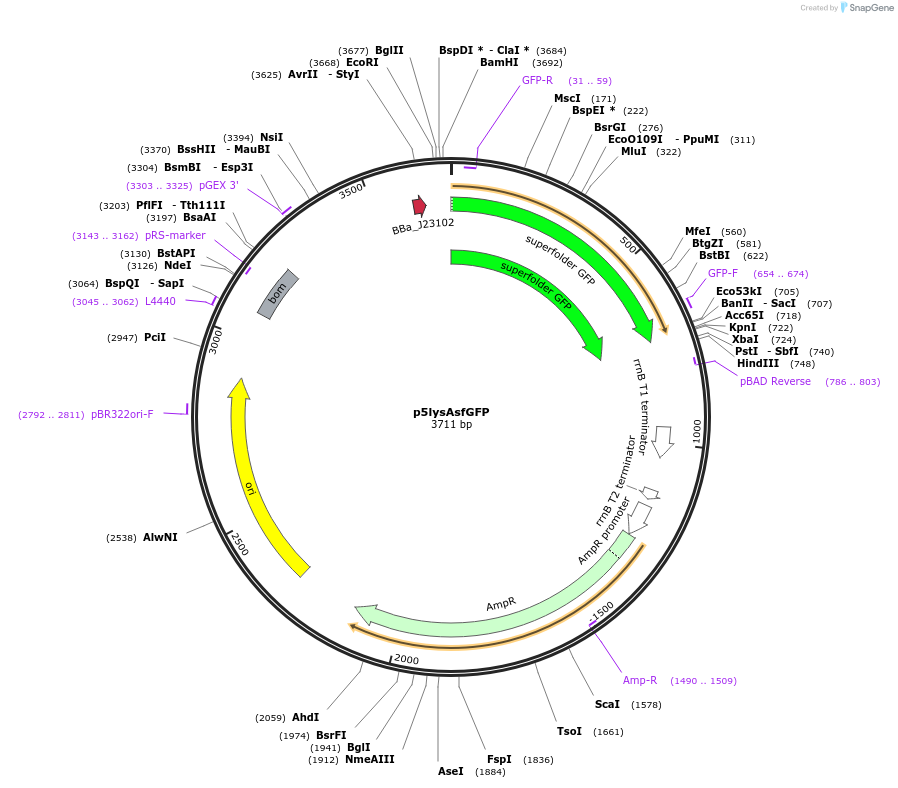 92025-plasmid-map-sequence-id-181442