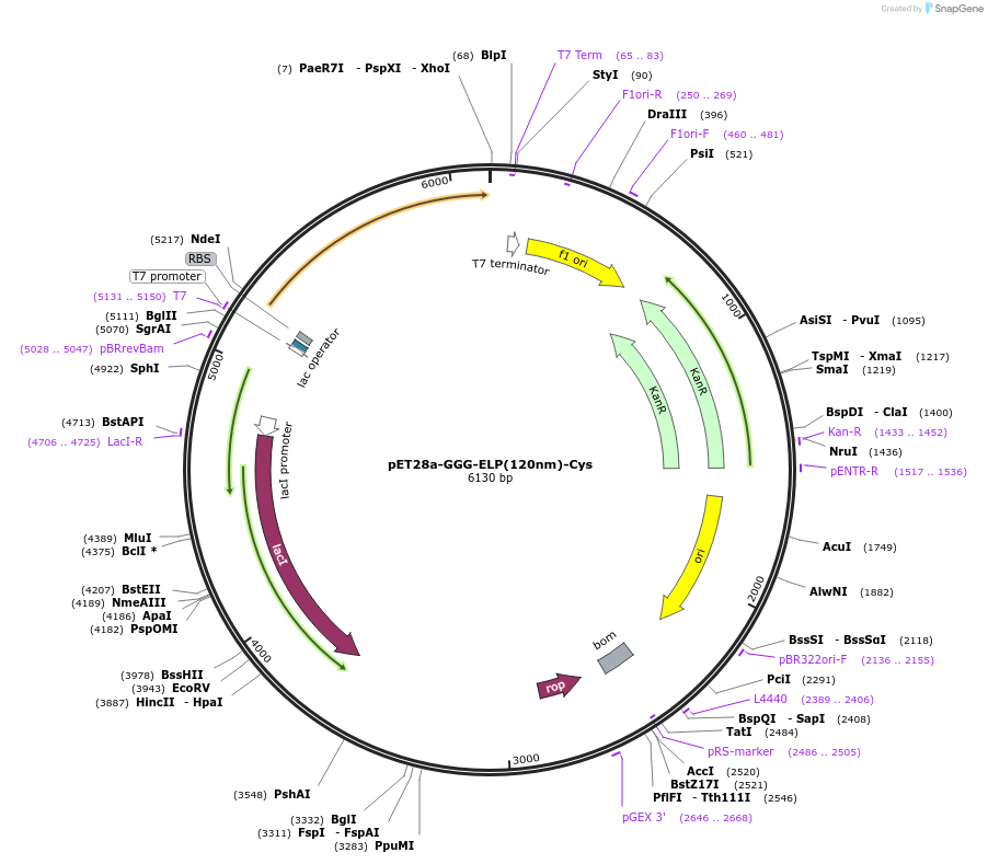 91572-plasmid-map-sequence-id-181443