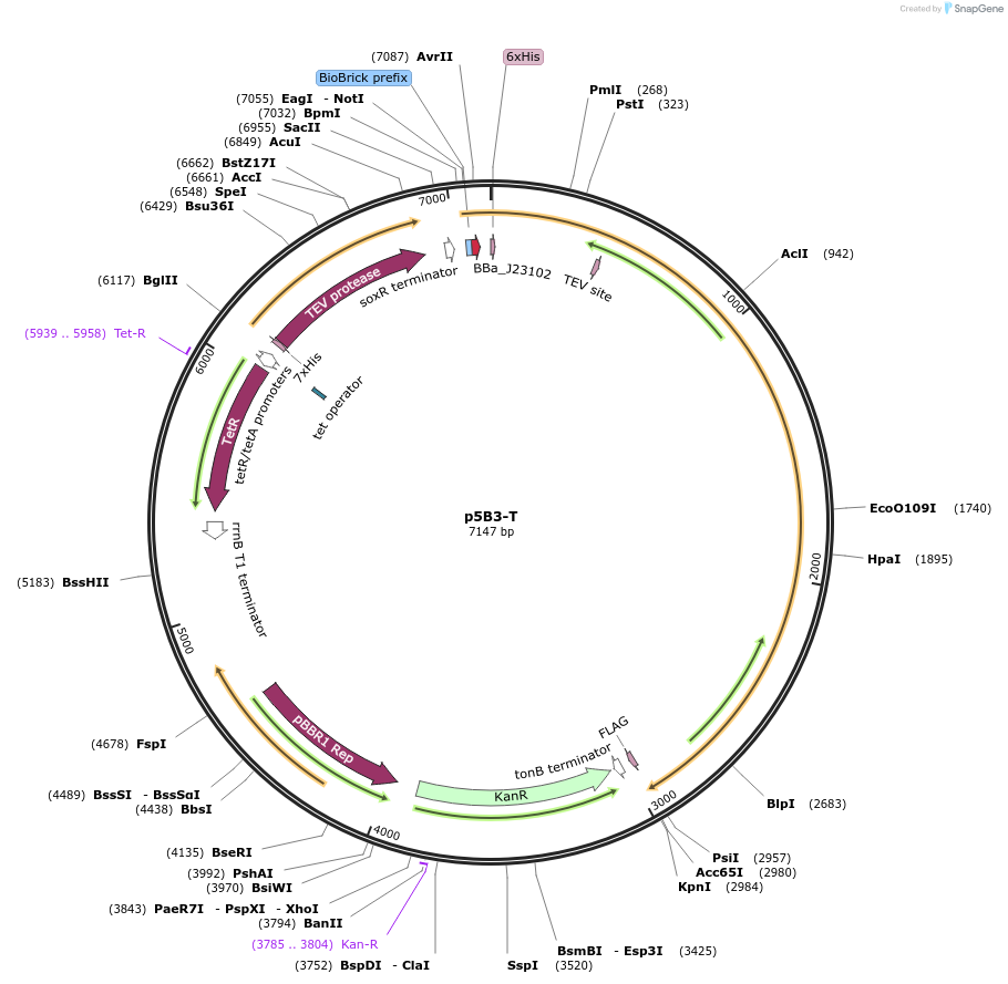 92021-plasmid-map-sequence-id-181444