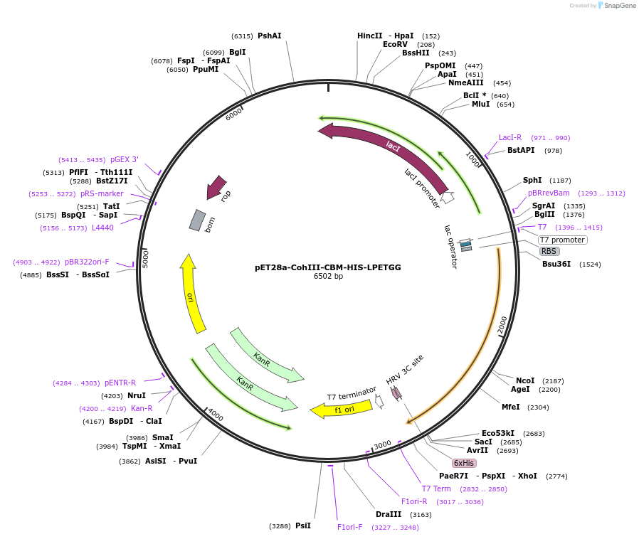 91697-plasmid-map-sequence-id-181446