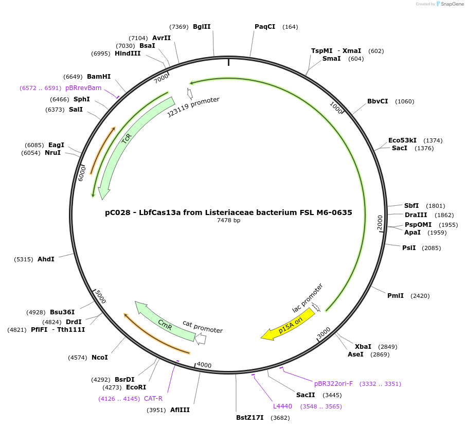 91918-plasmid-map-sequence-id-181454