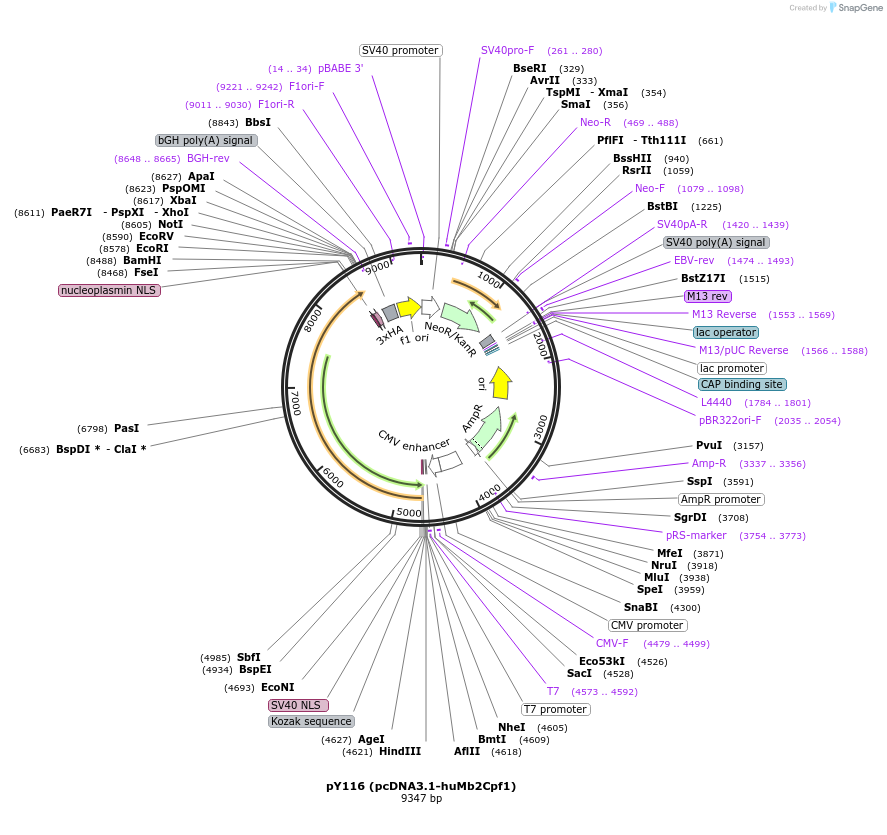92292-plasmid-map-sequence-id-181491