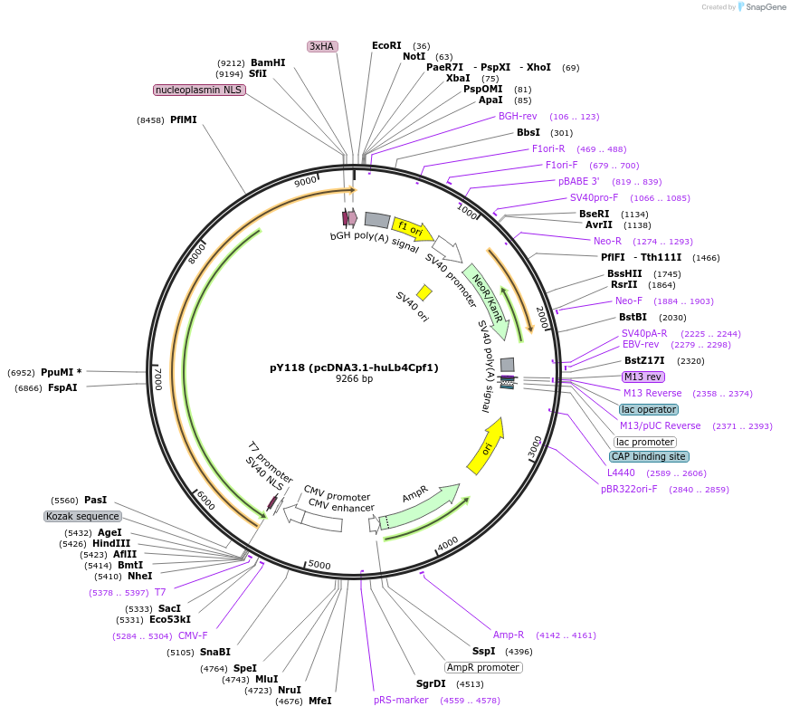 92294-plasmid-map-sequence-id-181497