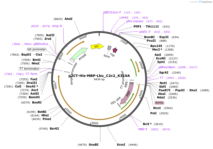 91856-plasmid-map-sequence-id-181514