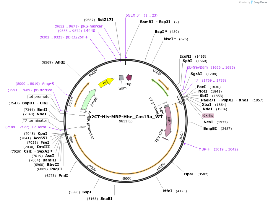 91871-plasmid-map-sequence-id-181518