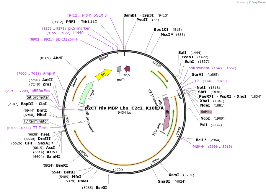 91864-plasmid-map-sequence-id-181520