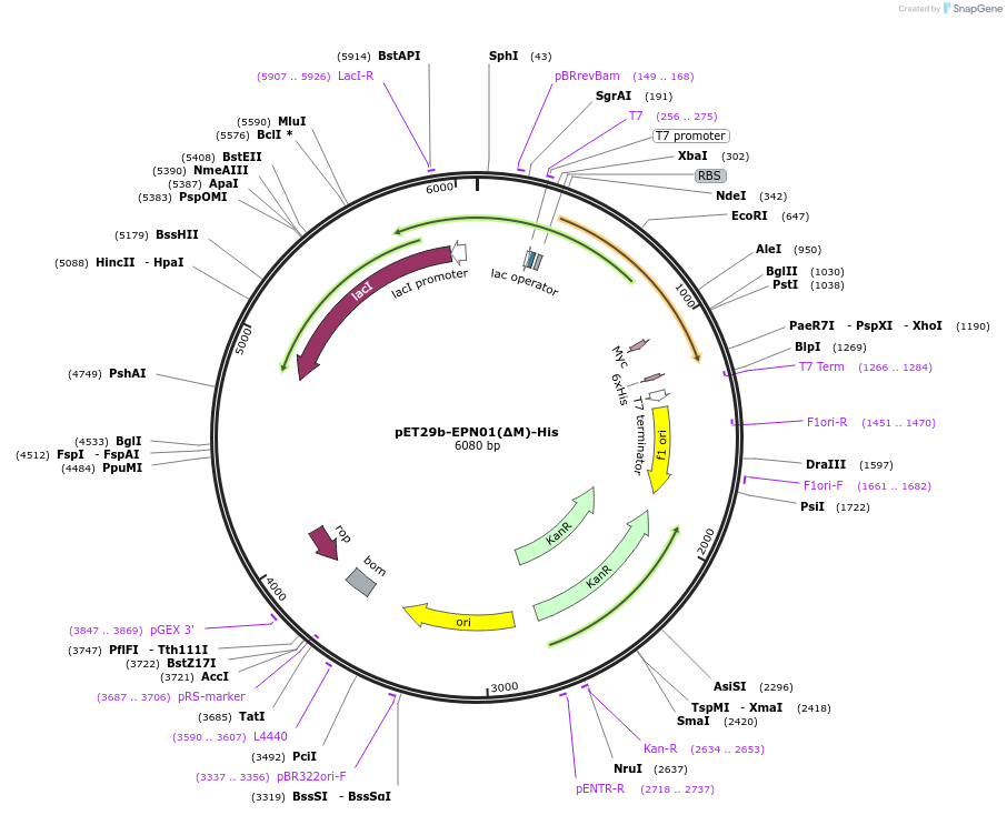 84510-plasmid-map-sequence-id-181522
