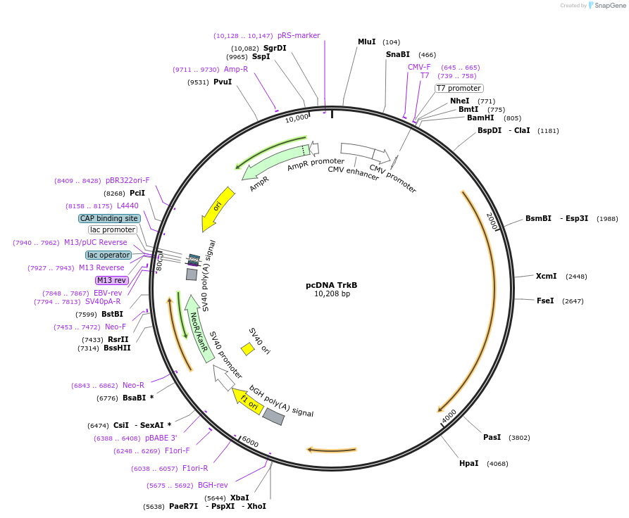 24088-plasmid-map-sequence-id-181534