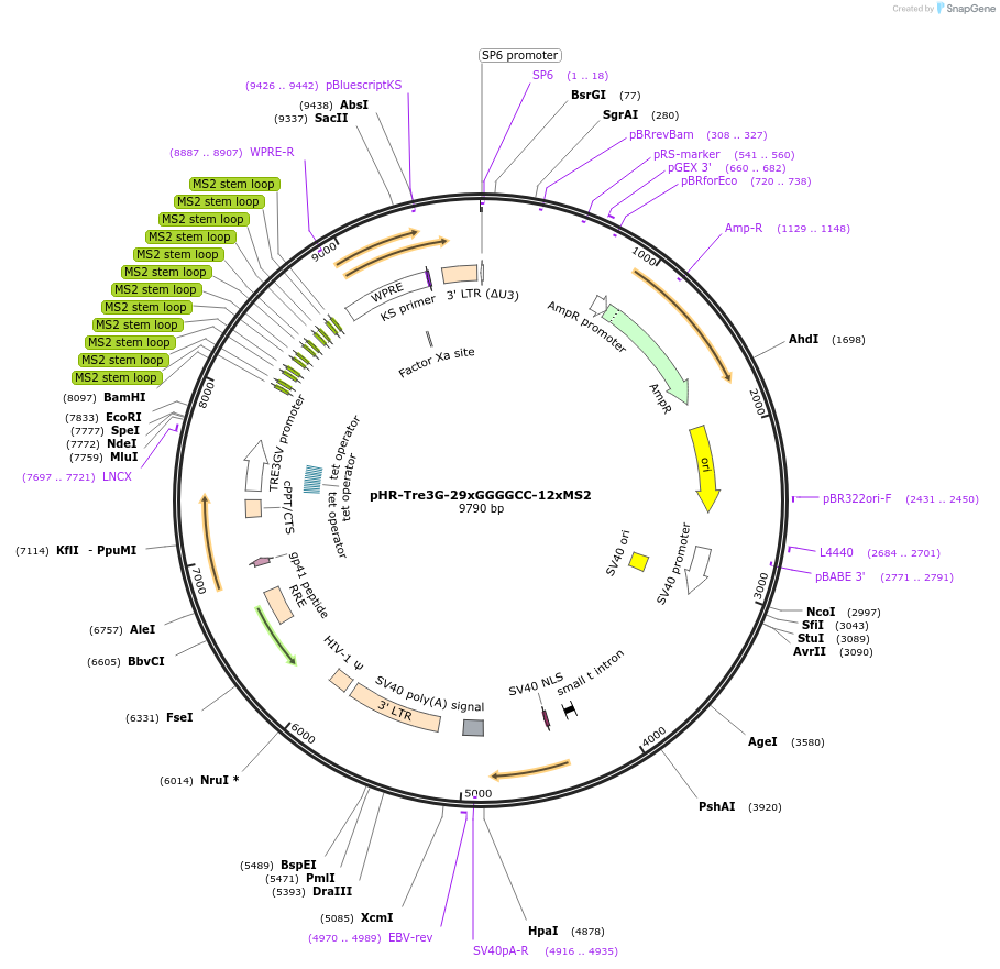 99149-plasmid-map-sequence-id-181547