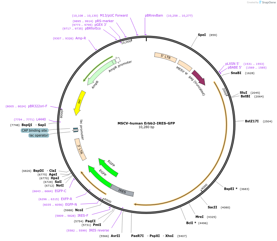 91888-plasmid-map-sequence-id-181556