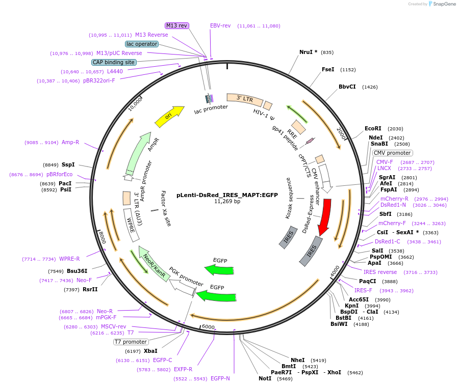 92196-plasmid-map-sequence-id-181581