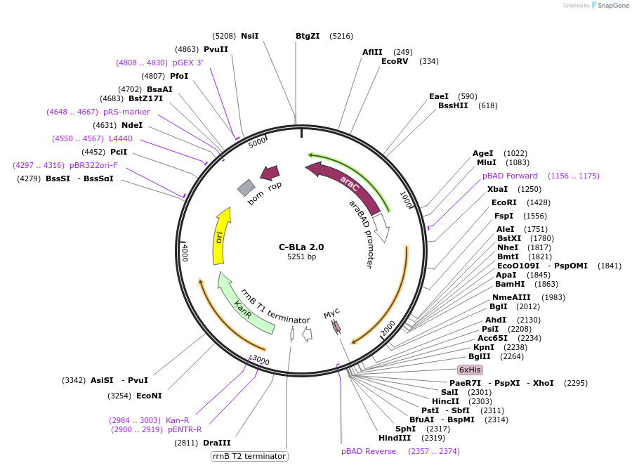 92060-plasmid-map-sequence-id-181586