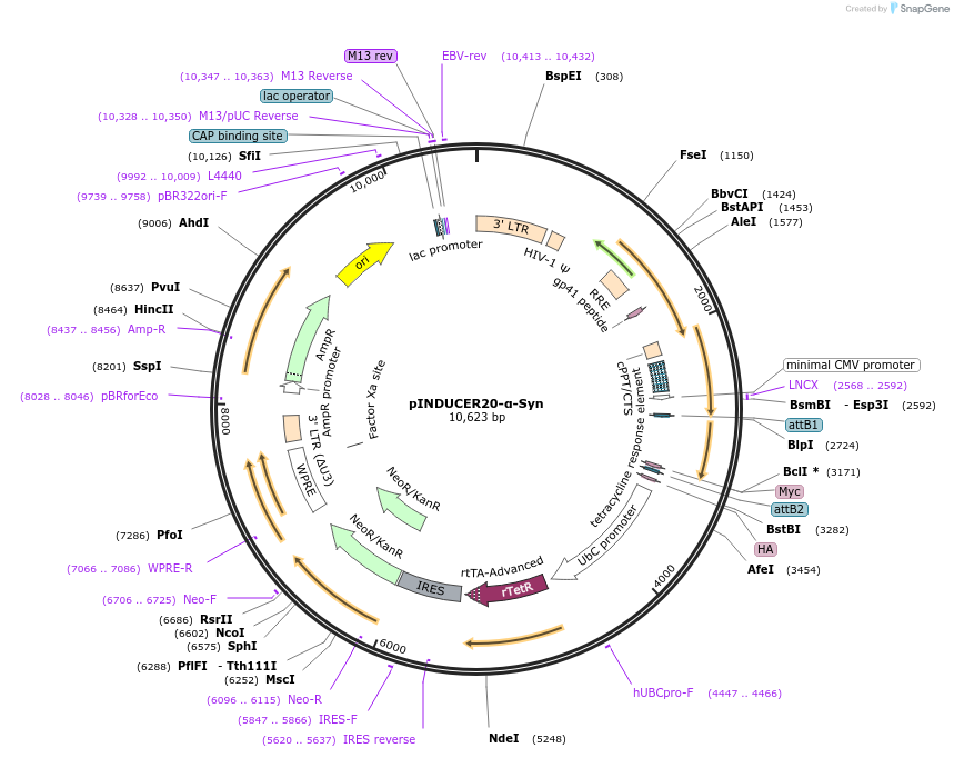 92200-plasmid-map-sequence-id-181588