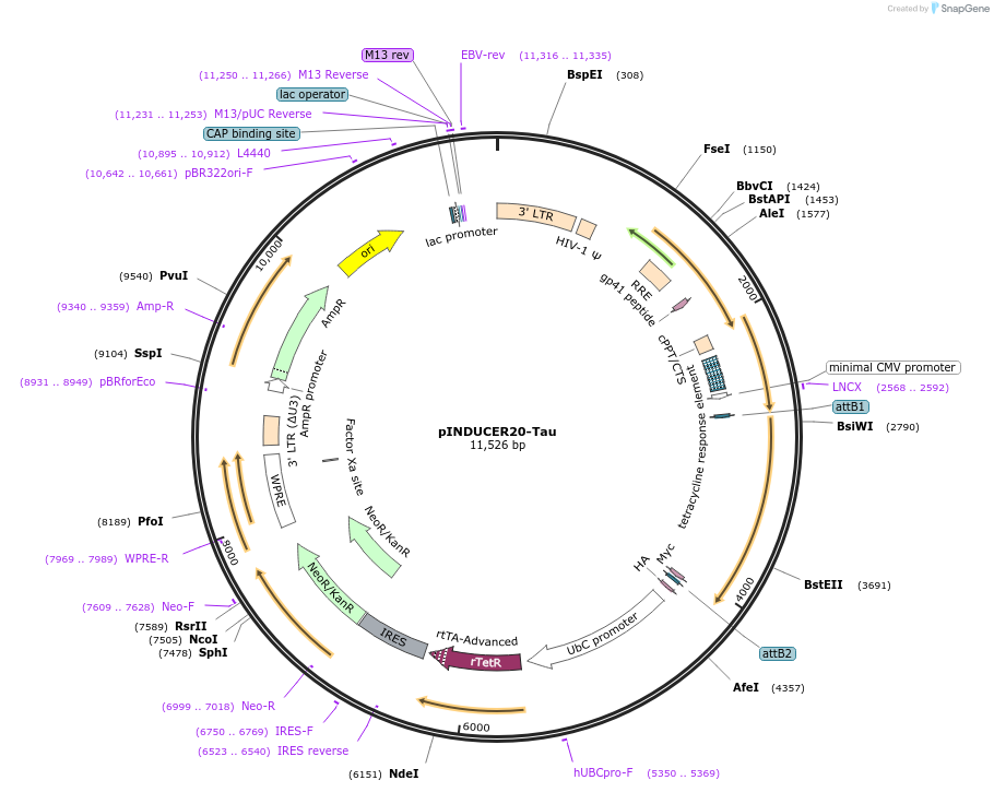 92201-plasmid-map-sequence-id-181600
