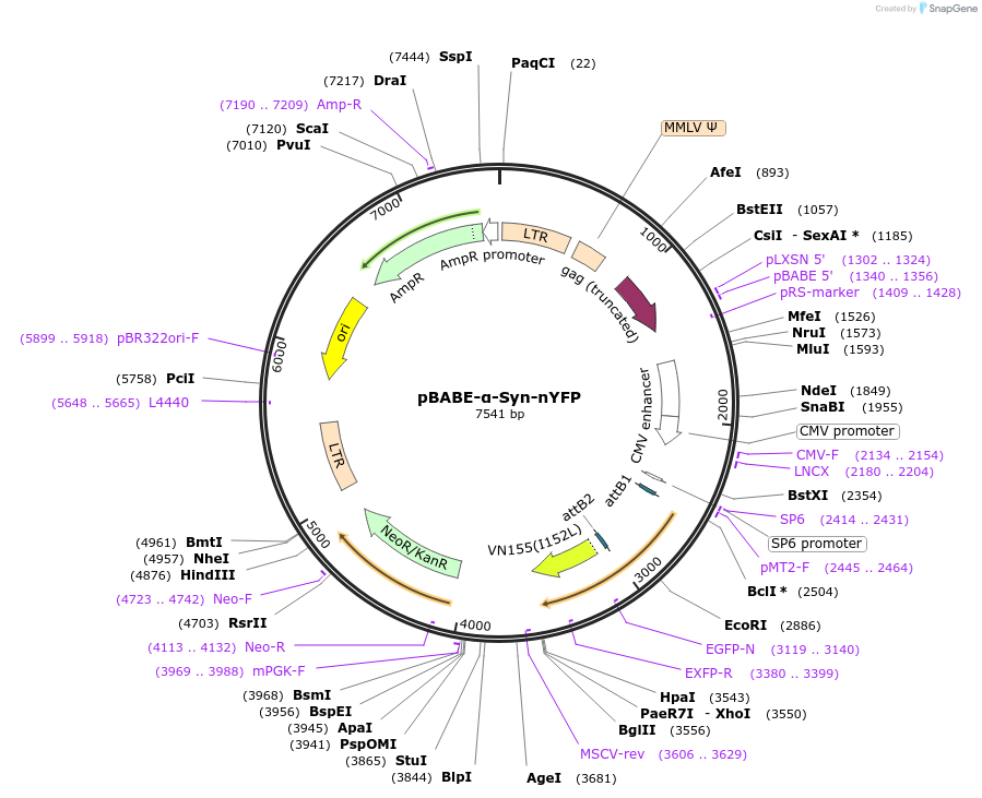 92203-plasmid-map-sequence-id-181603