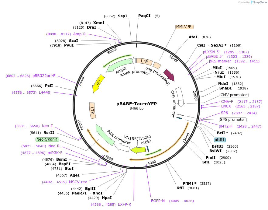 92204-plasmid-map-sequence-id-181623