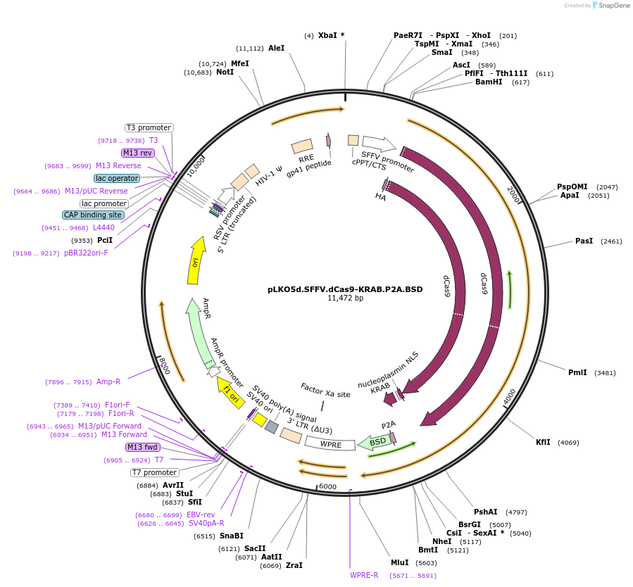 90332-plasmid-map-sequence-id-181634