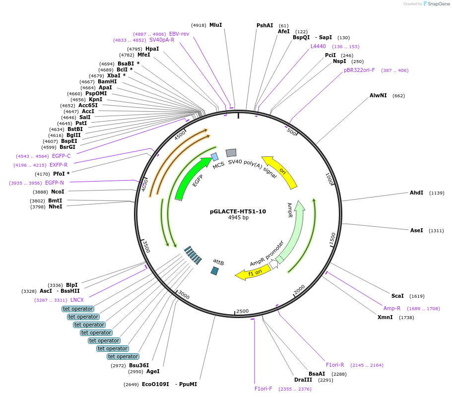 99255-plasmid-map-sequence-id-181639