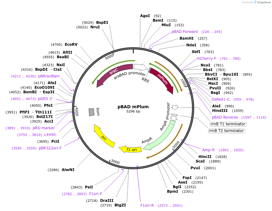 91773-plasmid-map-sequence-id-181645