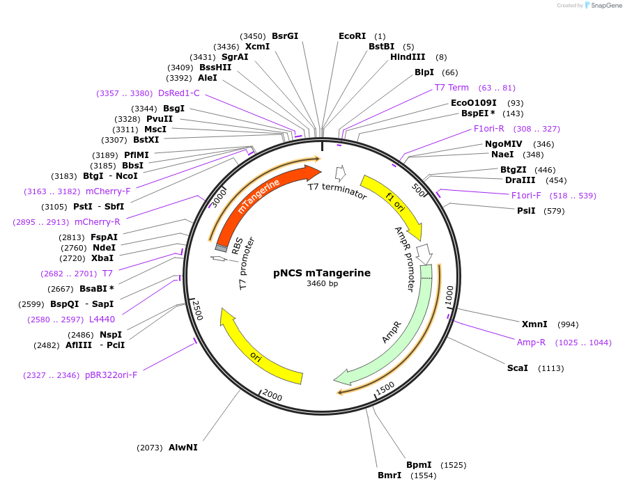 91763-plasmid-map-sequence-id-181647