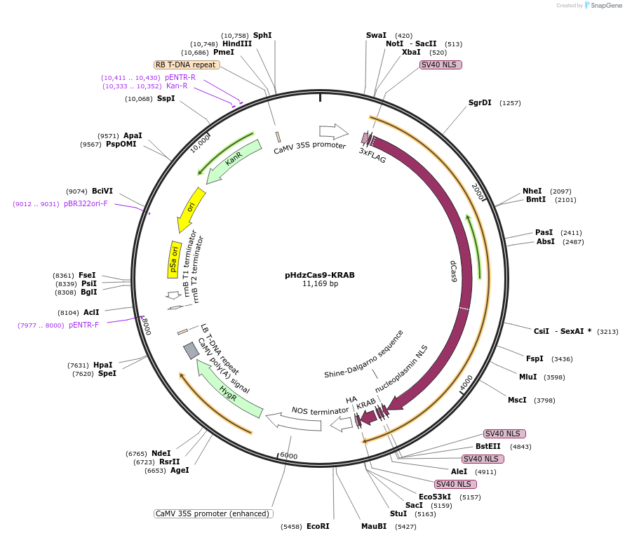 92341-plasmid-map-sequence-id-181654