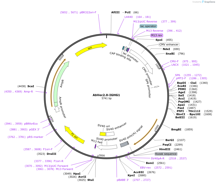80795-plasmid-map-sequence-id-181655