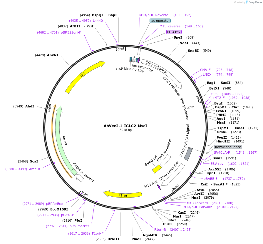 80797-plasmid-map-sequence-id-181656