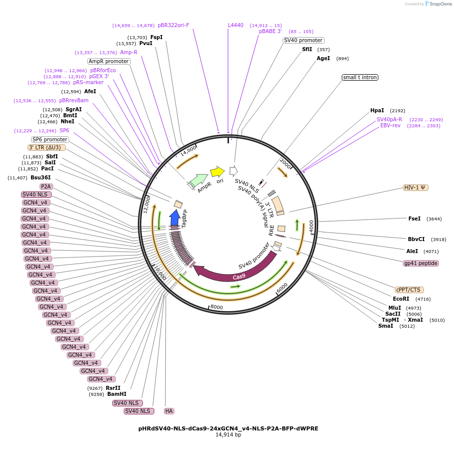 60910-plasmid-map-sequence-id-181676