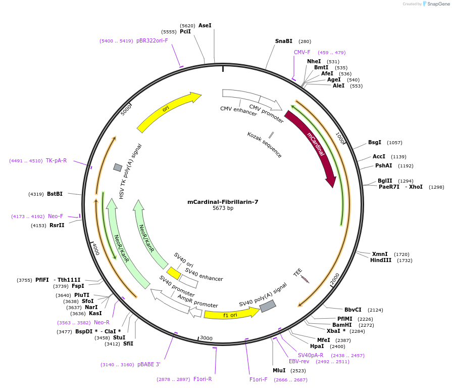 56160-plasmid-map-sequence-id-181679