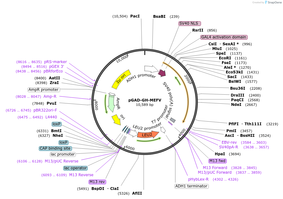 92106-plasmid-map-sequence-id-181680