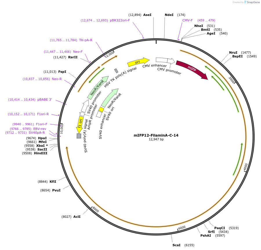 56253-plasmid-map-sequence-id-181689