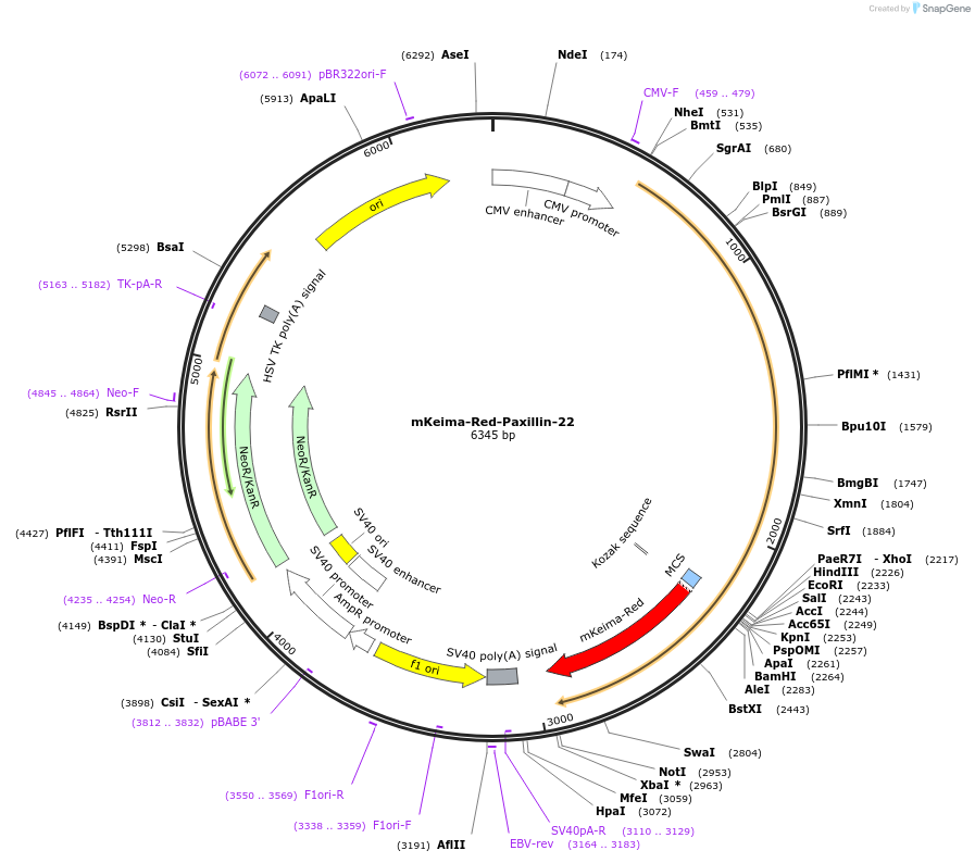 56019-plasmid-map-sequence-id-181697