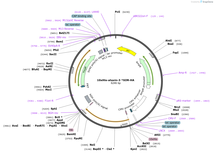 89983-plasmid-map-sequence-id-181706