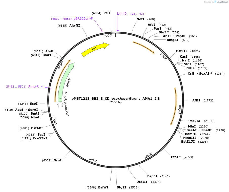 90287-plasmid-map-sequence-id-181729