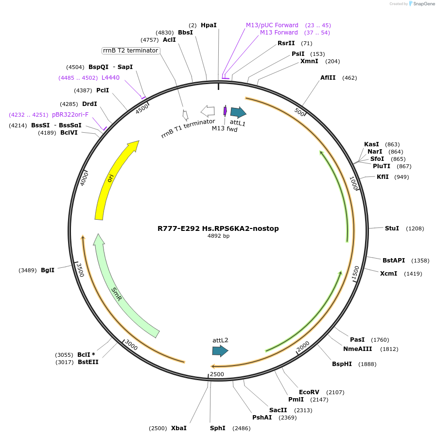 70576-plasmid-map-sequence-id-181745
