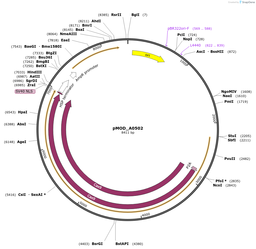91012-plasmid-map-sequence-id-181766