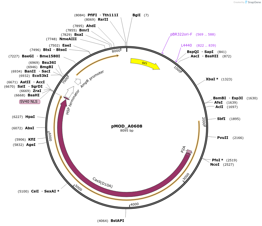 91018-plasmid-map-sequence-id-181771