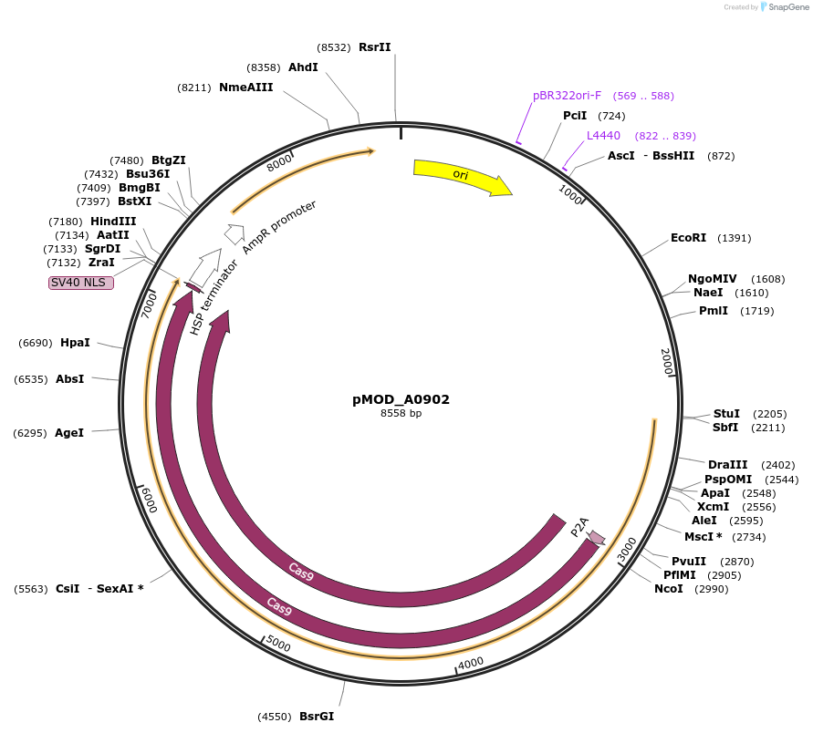 91026-plasmid-map-sequence-id-181778