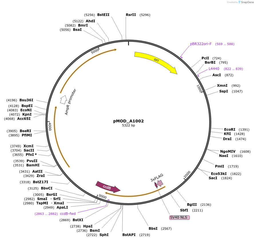 91029-plasmid-map-sequence-id-181781