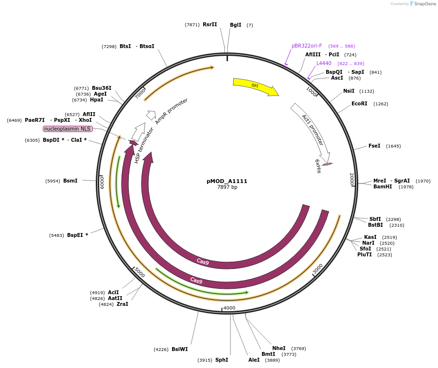 91032-plasmid-map-sequence-id-181787