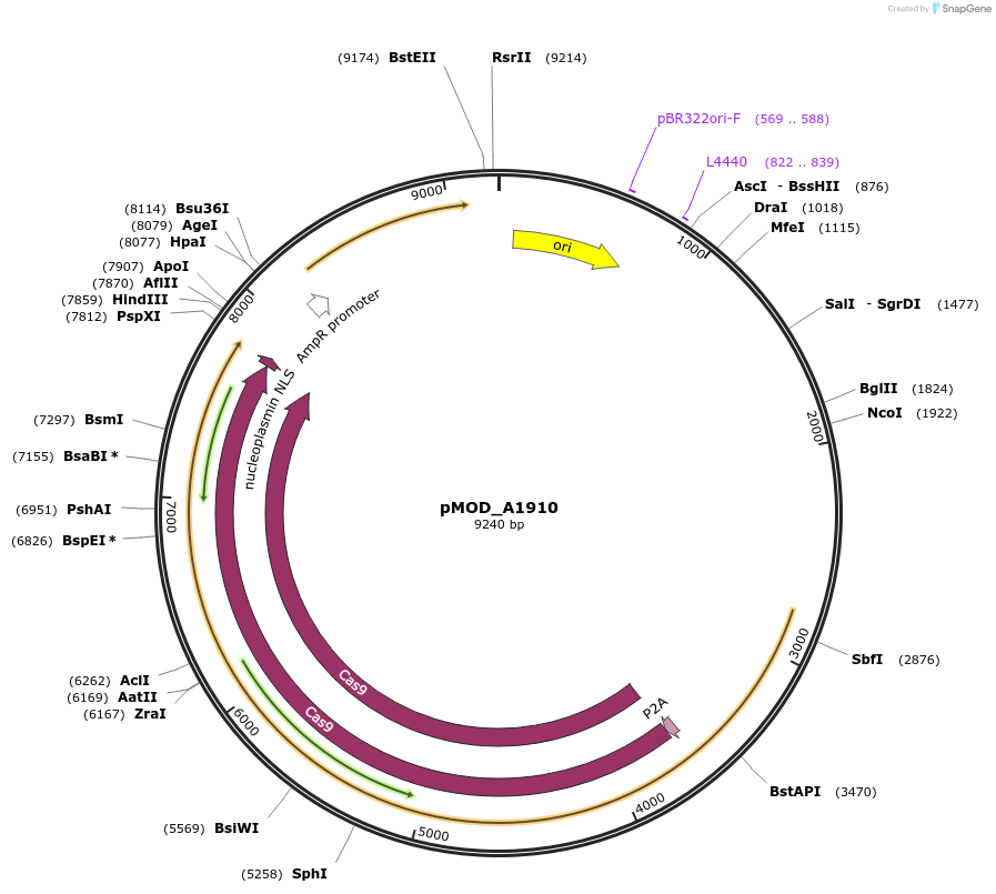91041-plasmid-map-sequence-id-181799