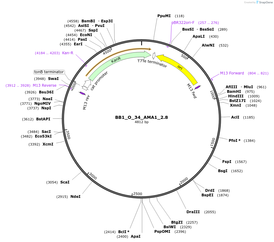90293-plasmid-map-sequence-id-181802
